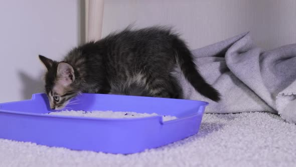 A Small Gray Kitten is Accustomed to a Blue Litter Box Sniffing a White Silica Gel Filler