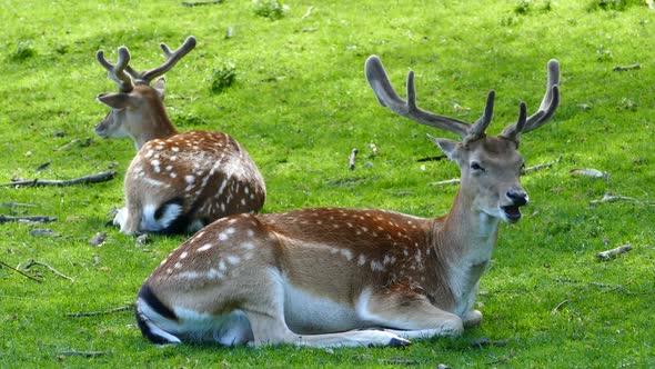 Deer starts to ruminate of his food 