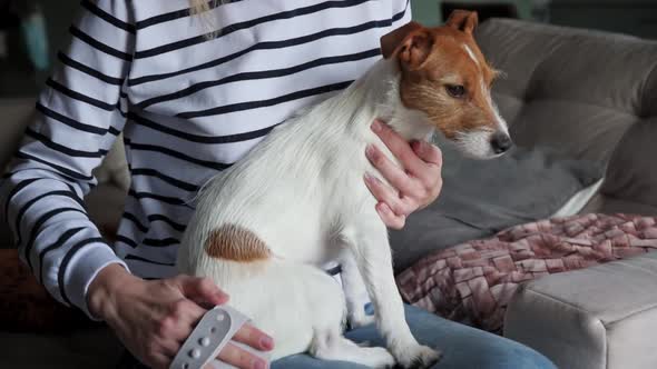 Woman Brushing Her Dog at Home