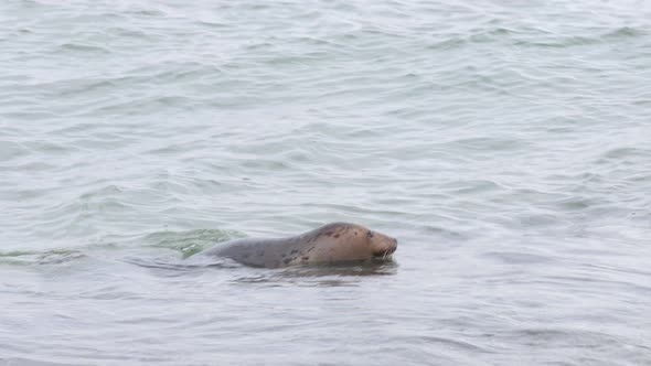 Small seal looking around then diving under water, wintertime in Falsterbo, Skanör, Sweden