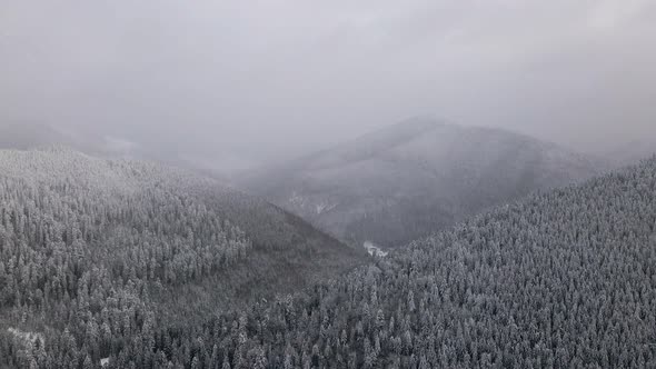 Aerial View of a Frozen Forest with Snow Covered Trees at Winter in Carpathian Mountains