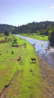 Aerial view of herd of cows in green meadow next to river.