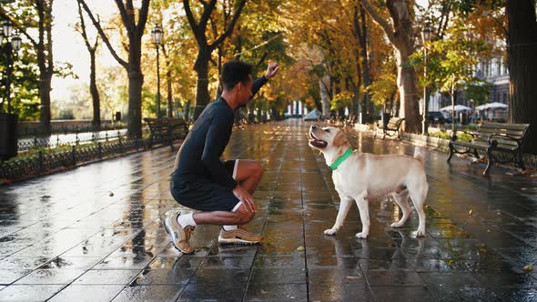 Young Black Man Training and Playing with His White Labrador Dog Through the City Park During