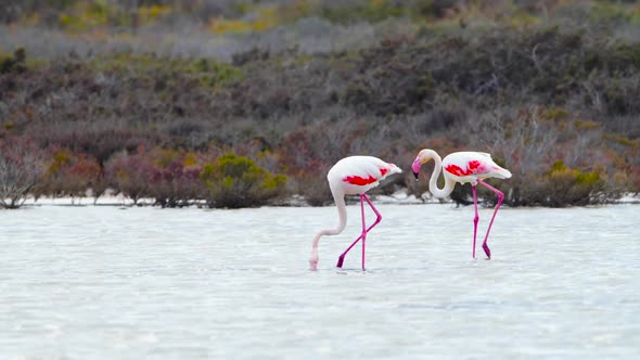 Flamingo Walk in Shallow Water Wild Greater Flamingo in the Salt Lake Nature Wildlife Safari  Shot