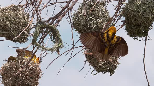 Village Weaver, ploceus cucullatus, Male Hanging from Nest, Displaying to attract Female