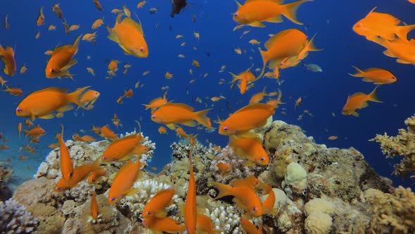 Underwater Happy Orange Fish