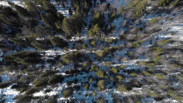 View Of Coniferous Forests From The Top