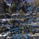 View Of Coniferous Forests From The Top - VideoHive Item for Sale