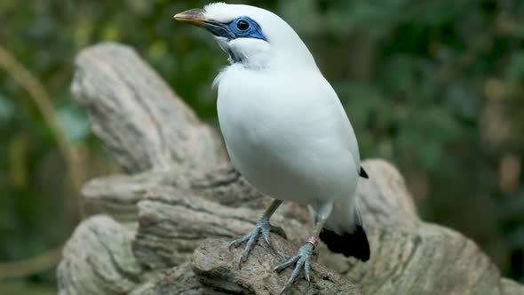 close up shot Bali myna eye bird