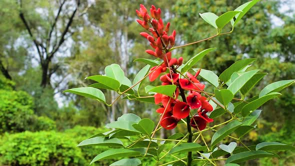 Beautiful orbiting shot of a stunning red orange native Australian blosson in a tranquill wetlands b