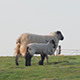 Sheep And Lambs Grazing In A Field - VideoHive Item for Sale