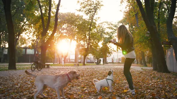 Young Woman Playing with Two Dogs in Autumn Park During Sunset Slow Motion