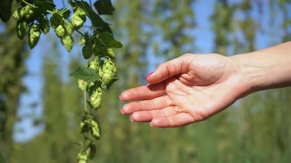 Woman's Hand Picks a Ripe Hop Cone in Summer