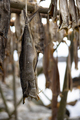 Close up of cod fish drying on traditional wooden racks in Lofoten Islands, Norway, Europe - PhotoDune Item for Sale