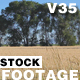 Wheat Field - VideoHive Item for Sale