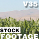 Corn Field 01 - VideoHive Item for Sale