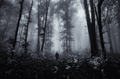 Man silhouette in dark mysterious forest with fog - PhotoDune Item for Sale