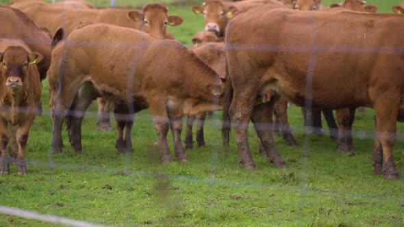 Red cows over the fence on green grassy farm field