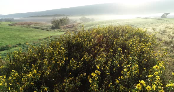 Aerial camer moving forward over a copse of black eyed susan flowers with greenhouses, mountains, an