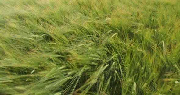 Movement Through A Field Of Young Wheat