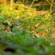 Sunet In Forest - Close Up Early fall - VideoHive Item for Sale