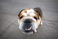 English bulldog looks at the camera - PhotoDune Item for Sale