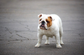 English bulldog on a walk - PhotoDune Item for Sale