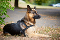 German Shepherd for a walk - PhotoDune Item for Sale