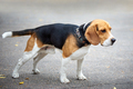 Beagle dog for a walk. - PhotoDune Item for Sale