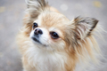 Cute chihuahua dog - PhotoDune Item for Sale
