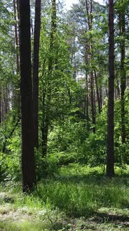 Vertical Video of a Summer Green Forest with Trees During the Day Slow Motion