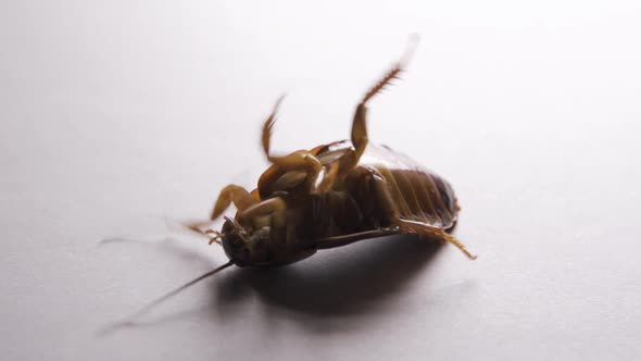 A Huge Mustachioed Cockroach Lies on Its Back and Tries to Roll Over