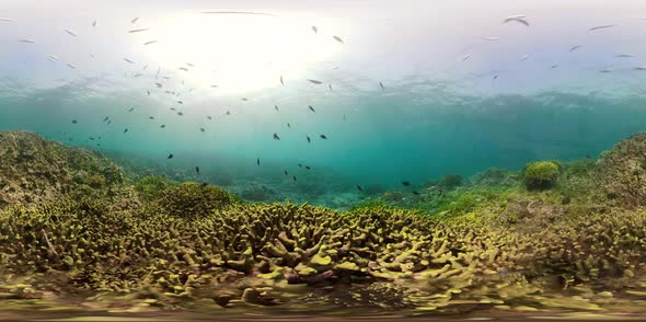 Coral Reef Tropical Fish Vr360