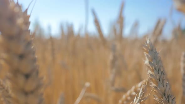 Walking Through A Field Of Rye In Countryside