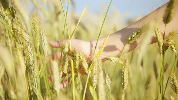 Boy's Hand Sliding on Ears of Wheat Against the Background of the Sky, Yellow Wheat Ears in the Sun