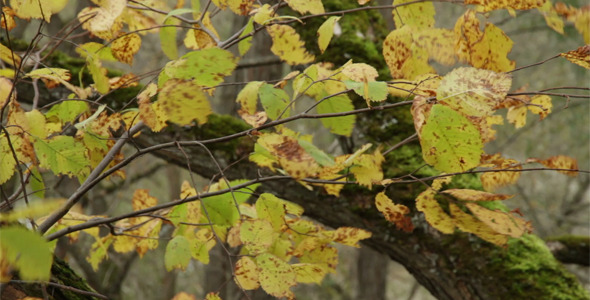 Autumn Day In Shady Forest