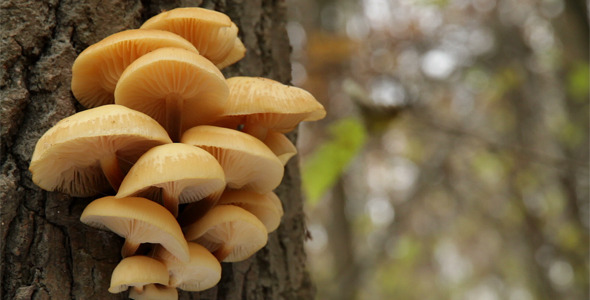 Mushrooms On A Tree