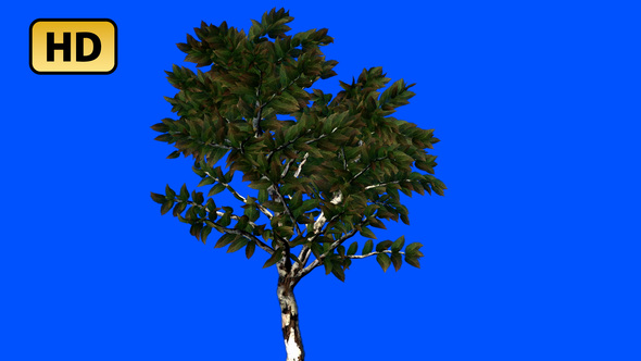 Animated Blowing Birch Tree with transparency