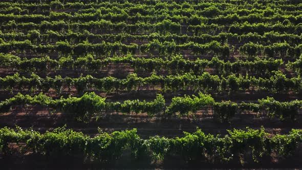 Vineyard View From the Air