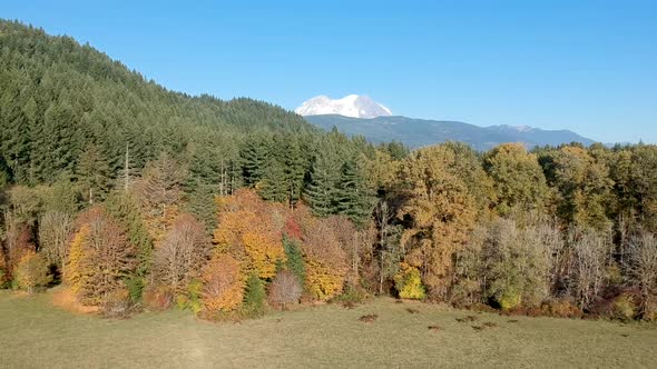 Ariel drone footage revealing the top of Mt. Rainier with a foreground of autumn trees.