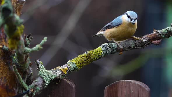 The bird Wood nuthatch (Sitta europaea) on a branch, flew in for food. Slow motion
