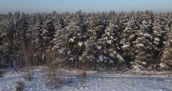 Snow-covered Coniferous Forest. Aerial Photography