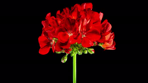 Red Pelargonium Flowers Blooming in Time Lapse on a Black Background. Beautiful Neon Red Geranium