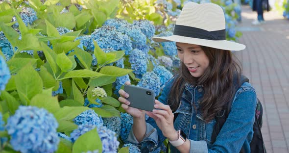 Woman Take Photo in Blue Hydrangea Flower Garden