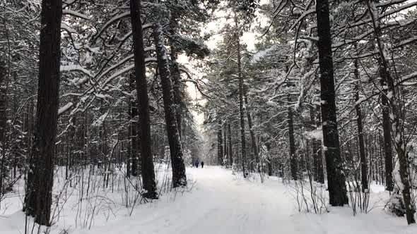 Falling snow in forest at winter