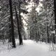 Falling snow in forest at winter - VideoHive Item for Sale