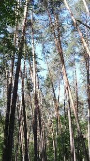 Vertical Video of a Forest with Trees