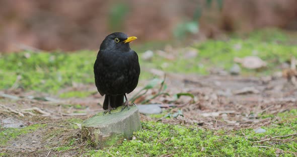 Common Blackbird or Turdus Merula Looking for Food on Grass