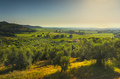 Castagneto Carducci panoramic view and Bolgheri vineyards. Maremma, Tuscany, Italy - PhotoDune Item for Sale