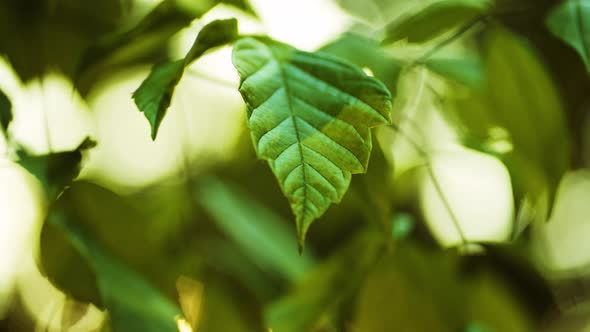 Closeup of a Green Leaf on a Tree Branch in the Forest on a Sunny Summer Day